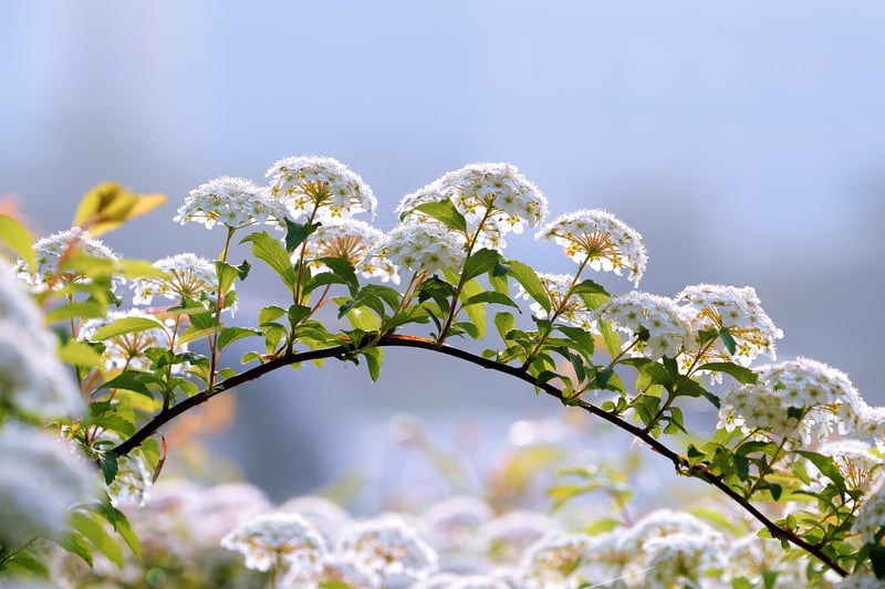 Seasonal Flower Options