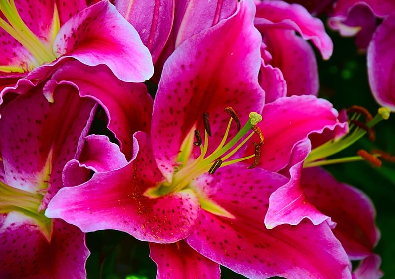 Daylily Flower