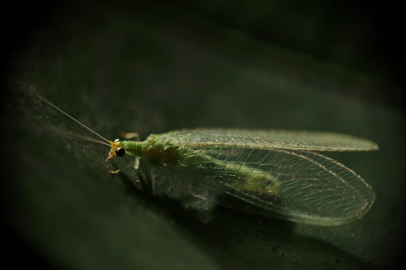Lacewing