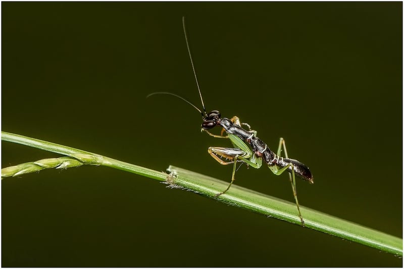 Praying Mantis