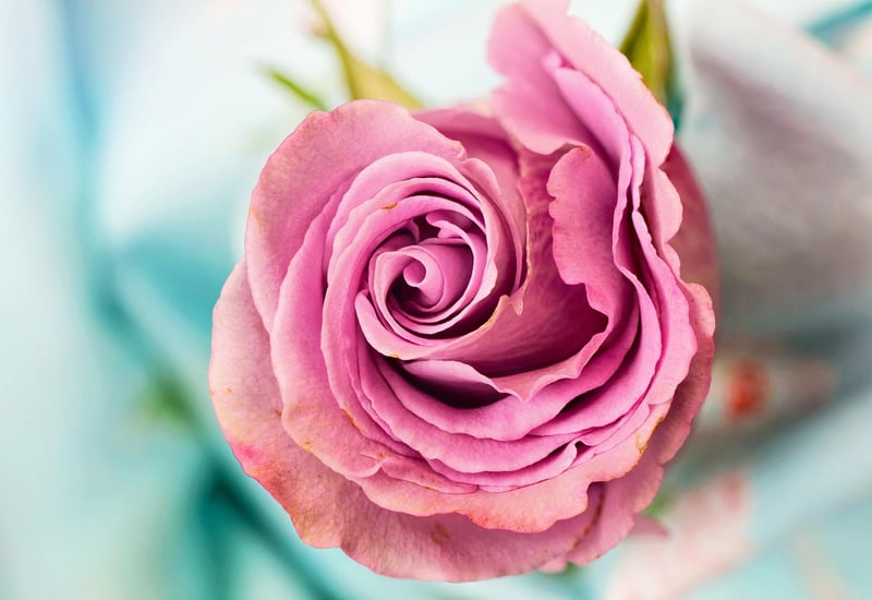 Roses