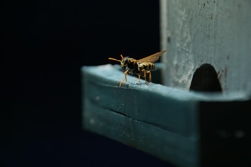 Parasitic Wasp